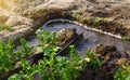 Furrow irrigation of potato plantations. Transition to more efficient irrigation technologies, saving water resources. Agriculture