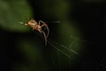 A furrow spider repairs its wen