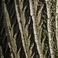 Furrowed bark featuring diagonal ridges and grooves creating a Royalty Free Stock Photo