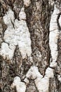 Furrowed bark on mature trunk of birch tree