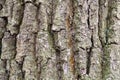 Furrowed bark on old trunk of oak tree close up