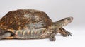Furrowed wood turtle