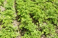 Furrows with green potato bushes