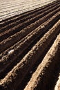Furrows on ploughed field