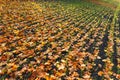 Furrows row pattern with orange maple leaf and green grass on dark autumn plowed field. Autumn meandering plowed field, covered w