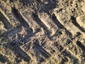 Furrows row in plowed drought field ground prepared for planting crops in meadow in spring. car tread marks, planting process,