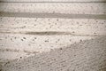 Furrows with strawberry seedlings