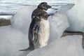 Furry Adelie Penguin chick with mother Royalty Free Stock Photo