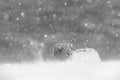 Furry arctic fox seen through snow, Hornstrandir Nature Reserve, Iceland