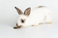 Furry baby bunny with cookie on isolated. Adorable tiny rabbit bunny white and brown hungry eating cookie carrot while sitting