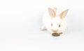 Furry baby bunny feeding carrot cookie on isolated background. Adorable tiny rabbit bunny white and brown hungry eating cookie Royalty Free Stock Photo