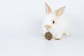 Furry baby bunny feeding carrot cookie on isolated background. Adorable tiny rabbit white and brown bunny hungry eating cookie Royalty Free Stock Photo