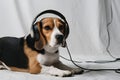 Furry beagle in headphones on white background, tri color coat, focused