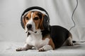 Furry beagle in headphones on white background, tri color coat, focused