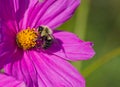 Furry Bee Royalty Free Stock Photo