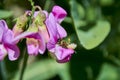 Furry bee that is deep in a vetch flower Vicia Royalty Free Stock Photo