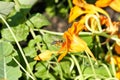 A furry bee flies to a yellow flower nasturtium in macro shot Royalty Free Stock Photo