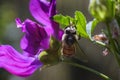 Furry bee with white pollen on violet flower Royalty Free Stock Photo