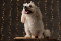 Furry bichon dog looking away from the camera Royalty Free Stock Photo