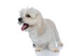 Furry bichon dog sticking out tongue and yawning Royalty Free Stock Photo