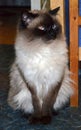 Furry birma cat in bad mood