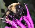 Furry Bombus bimaculatus bumble bee feeding on bee balm flowers Royalty Free Stock Photo