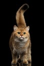 Furry British breed Cat Gold Chinchilla Isolated Black Background Royalty Free Stock Photo