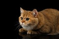 Furry British breed Cat on Isolated Black Background Royalty Free Stock Photo