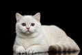 Furry British breed Cat white color on Isolated Black Background