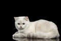 Furry British breed Cat white color on Isolated Black Background Royalty Free Stock Photo