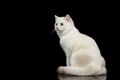 Furry British breed Cat white color on Isolated Black Background Royalty Free Stock Photo