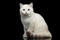 Furry British breed Cat white color on Isolated Black Background