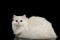 Furry British breed Cat white color on Isolated Black Background Royalty Free Stock Photo