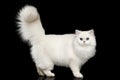 Furry British breed Cat white color on Isolated Black Background Royalty Free Stock Photo