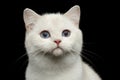 Furry British breed Cat white color on Isolated Black Background Royalty Free Stock Photo