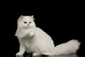 Furry British breed Cat white color on Isolated Black Background Royalty Free Stock Photo