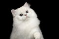 Furry British breed Cat white color on Isolated Black Background Royalty Free Stock Photo