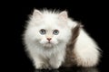 Furry British breed Kitten white color on Isolated Black Background