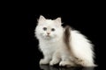 Furry British breed Kitten white color on Isolated Black Background Royalty Free Stock Photo