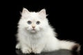 Furry British breed Kitten white color on Isolated Black Background Royalty Free Stock Photo