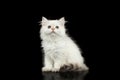 Furry British breed Kitten white color on Isolated Black Background Royalty Free Stock Photo