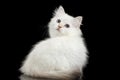 Furry British breed Kitty white color on Isolated Black Background Royalty Free Stock Photo