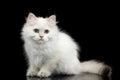 Furry British breed Kitty white color on Isolated Black Background Royalty Free Stock Photo