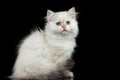 Furry British breed Kitty white color on Isolated Black Background