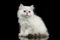 Furry British breed Kitty white color on Isolated Black Background