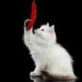 Furry British breed Kitty white color on Isolated Black Background Royalty Free Stock Photo