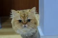 Furry British Cat Chinchilla, Cute cat ,Golden cat Chinchilla.