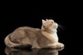 Furry British Cat Gold Chinchilla Lying, Looking up, Isolated Black Royalty Free Stock Photo