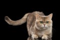 Furry British Cat Gold Chinchilla Lying, Raising Tail, Isolated Black Royalty Free Stock Photo