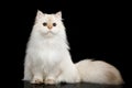 Furry British Cat white color on Isolated Black Background Royalty Free Stock Photo